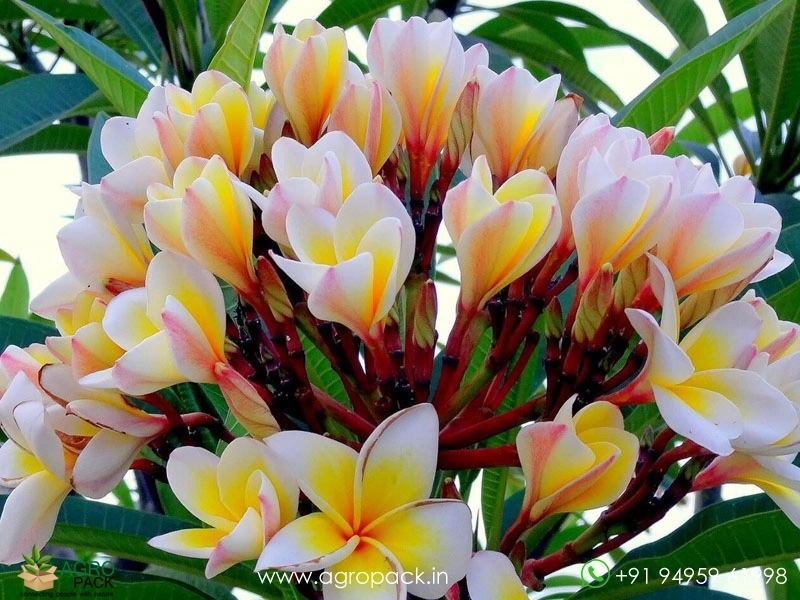 Plumeria3