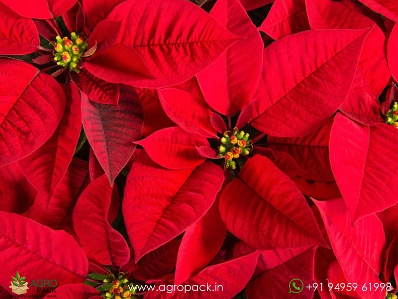 Poinsettia3