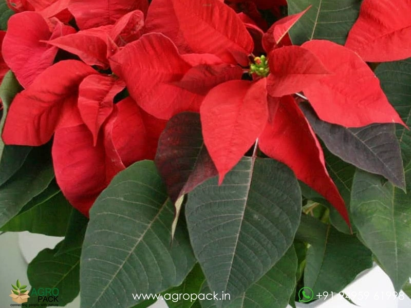 Poinsettia4