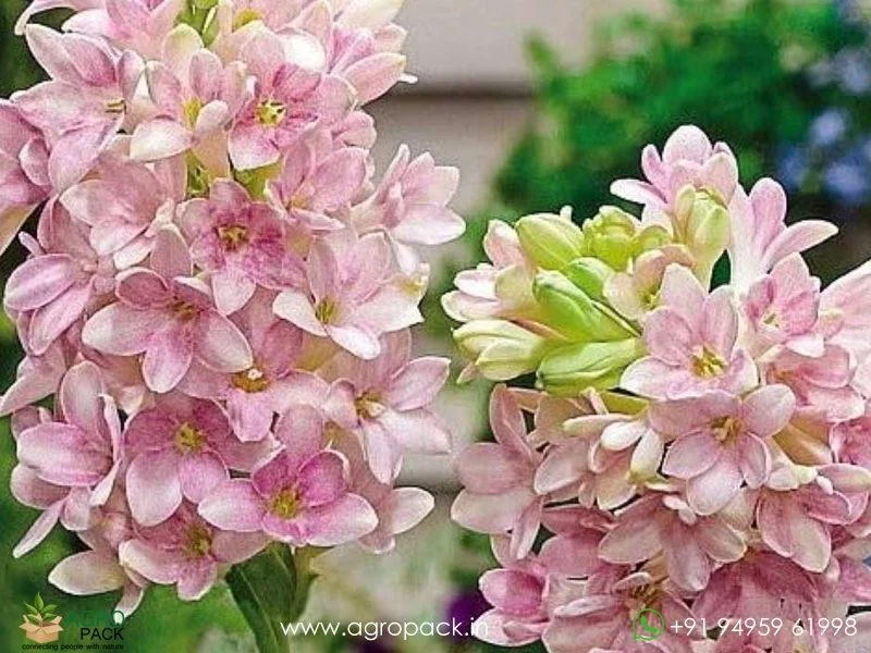 Polianthes-tuberosa-Cinderella-tuberose4