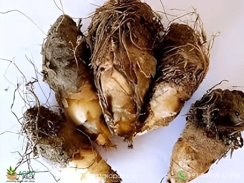 Polianthes-tuberosa-Cinderella-tuberose5