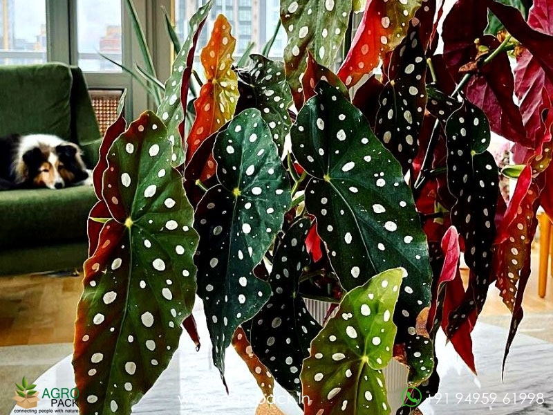 Polka-Dot-Begonia1