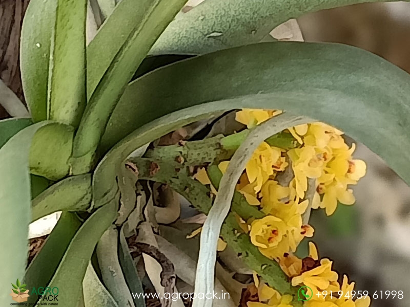 Pomatocalpa-Spicatum-Orchid1