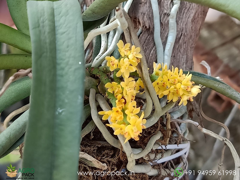 Pomatocalpa-Spicatum-Orchid2