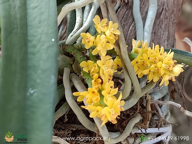 Pomatocalpa-Spicatum-Orchid5