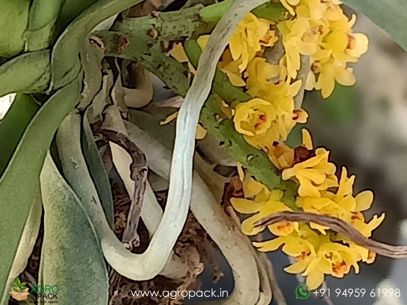 Pomatocalpa-Spicatum-Orchid6