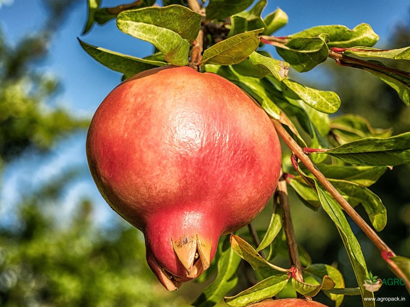 Pomegranate1