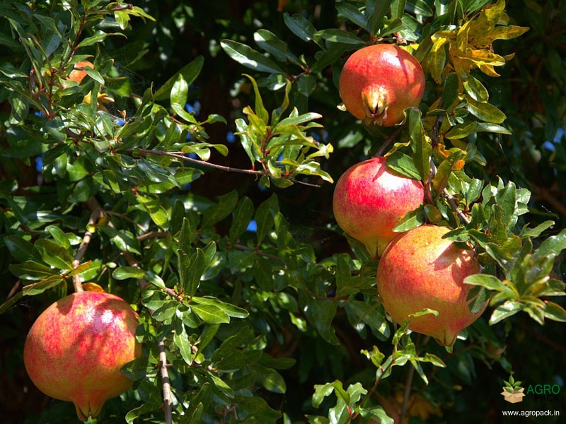 Pomegranate2