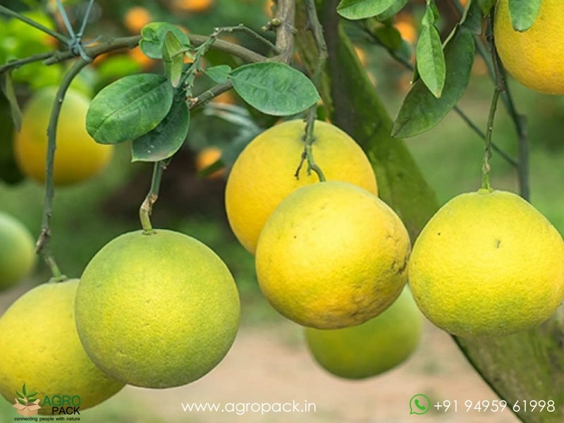 Pomelo1
