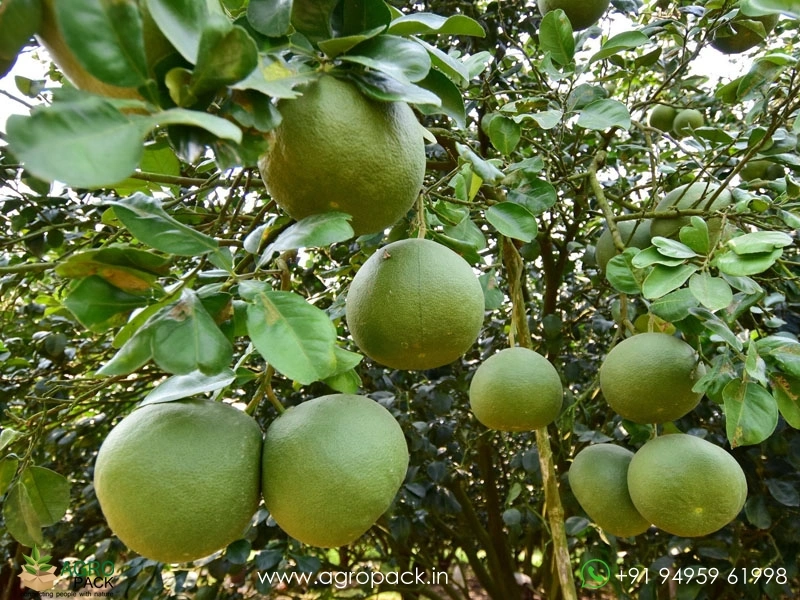 Pomelo2