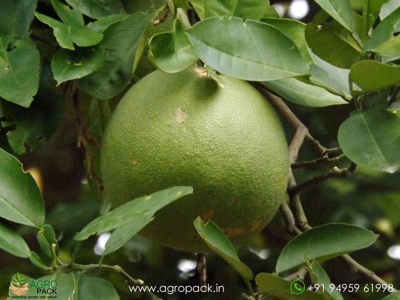 Pomelo3