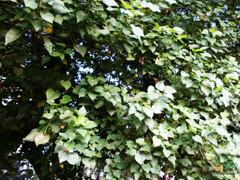 Portia-Tree2