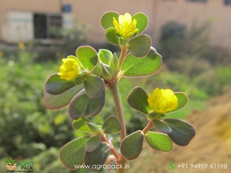 Portulaca-oleracea1
