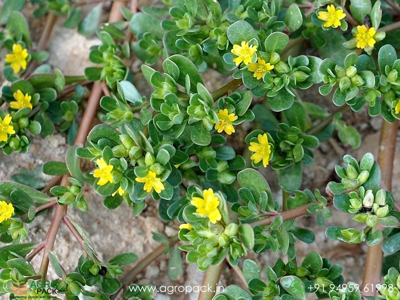 Portulaca-oleracea2