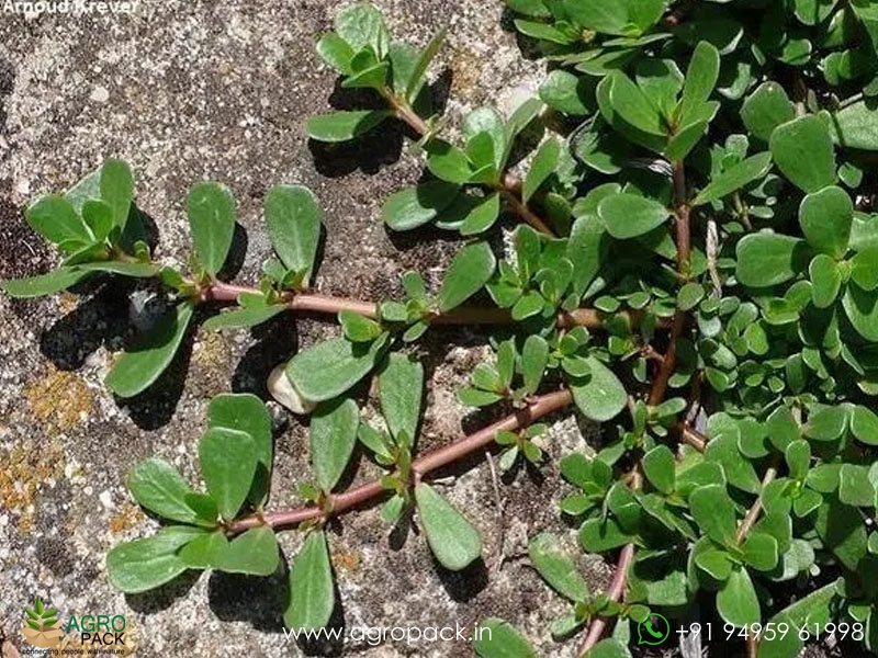 Portulaca-oleracea3