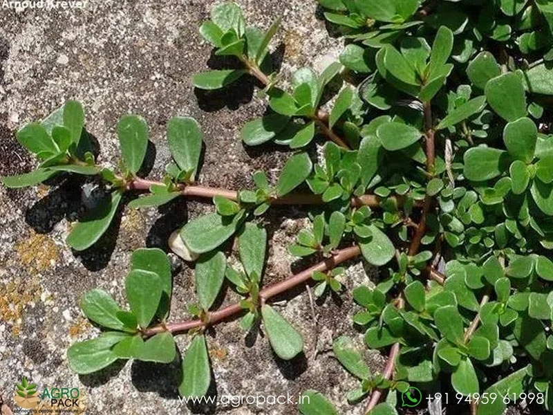 Portulaca-oleracea3