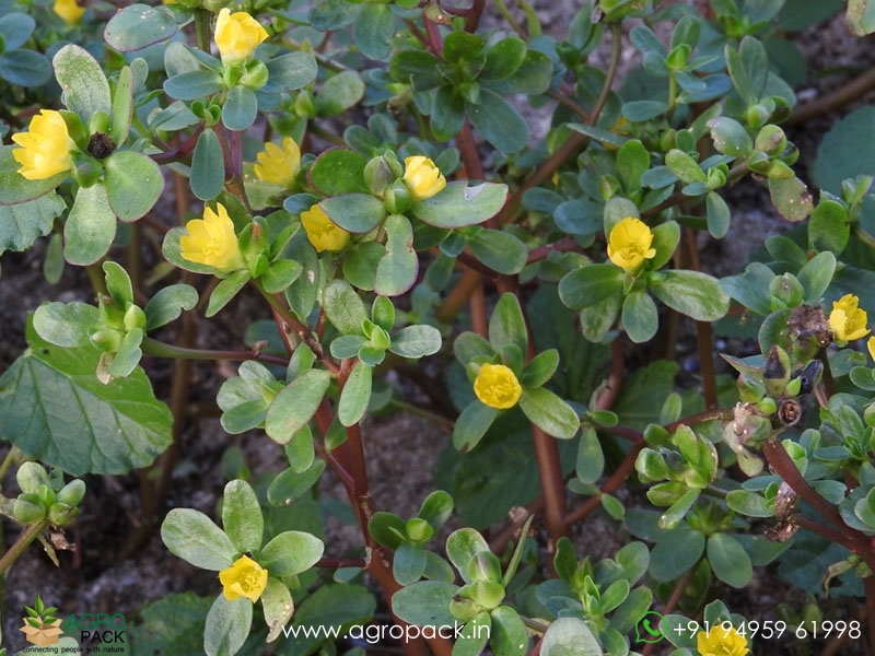 Portulaca-oleracea4