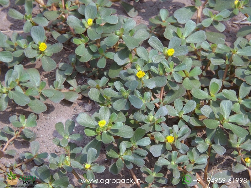 Portulaca-oleracea5