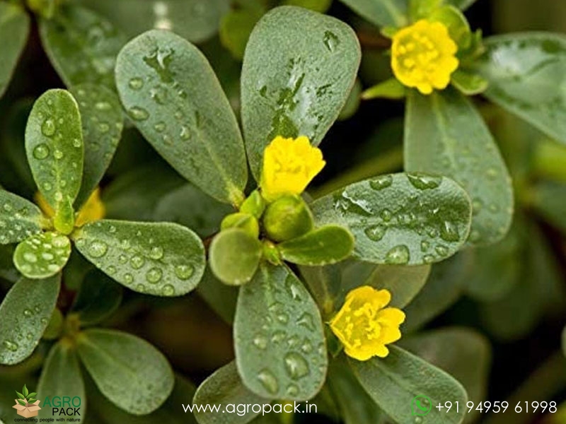 Portulaca-oleracea6