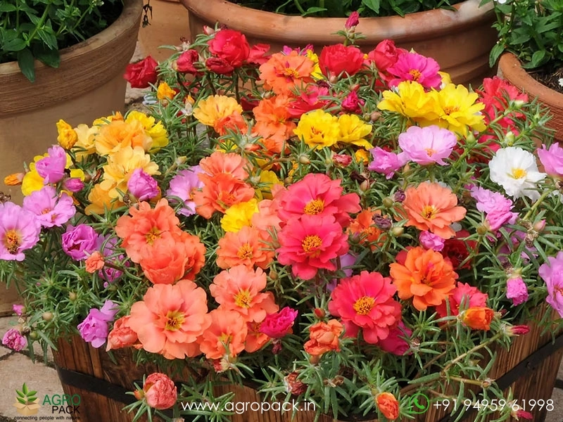 Portulaca2