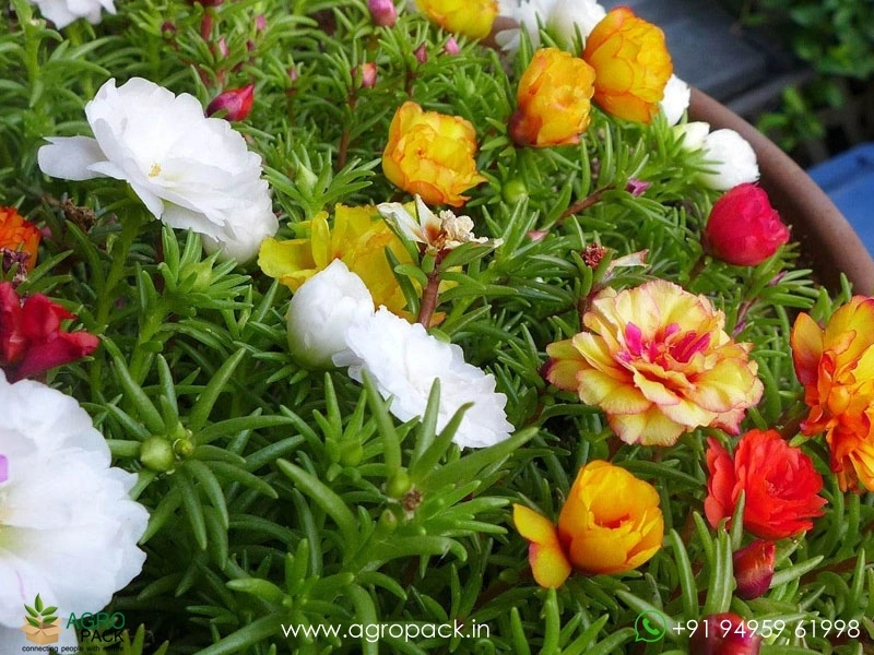 Portulaca3