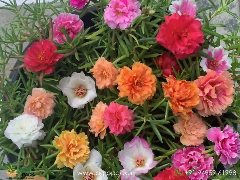 Portulaca8