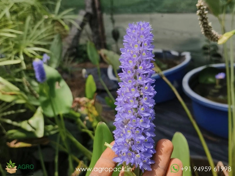 Potedis-Lanceolata-Bridgeworks2