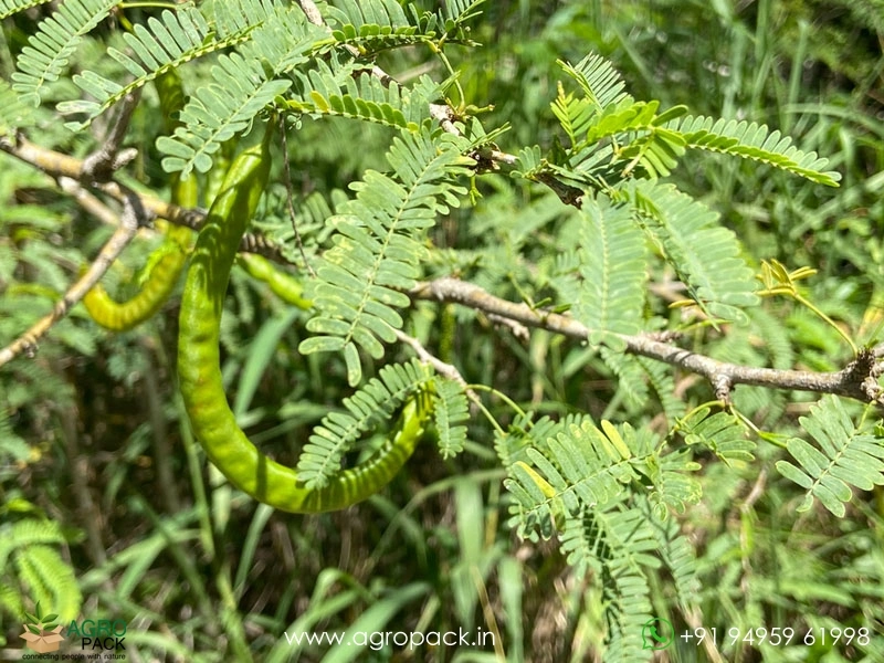 Prosopis-juliflora3