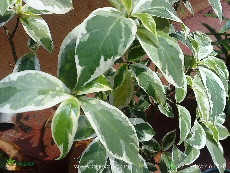 Pseuderanthemum-Carruthersii-Variegated1