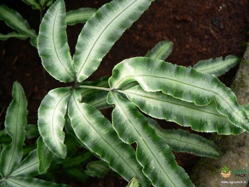 Pteris-cretica2