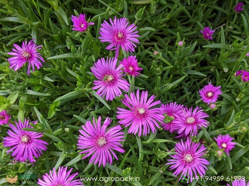 Purple-Ice6