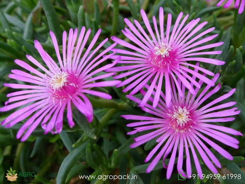 Purple-Ice7