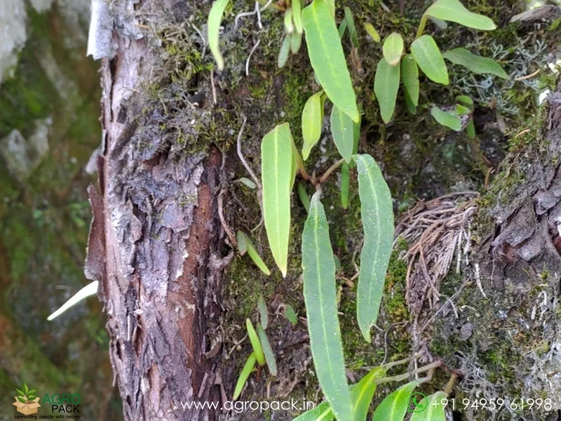 Pyrrosia-lanceolata-Lanceleaf-Tongue-Fern3