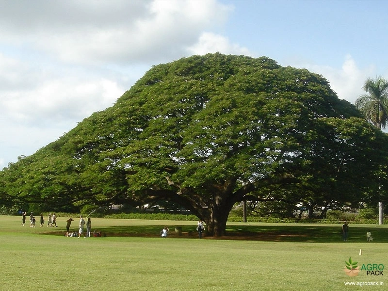 Rain-Tree3