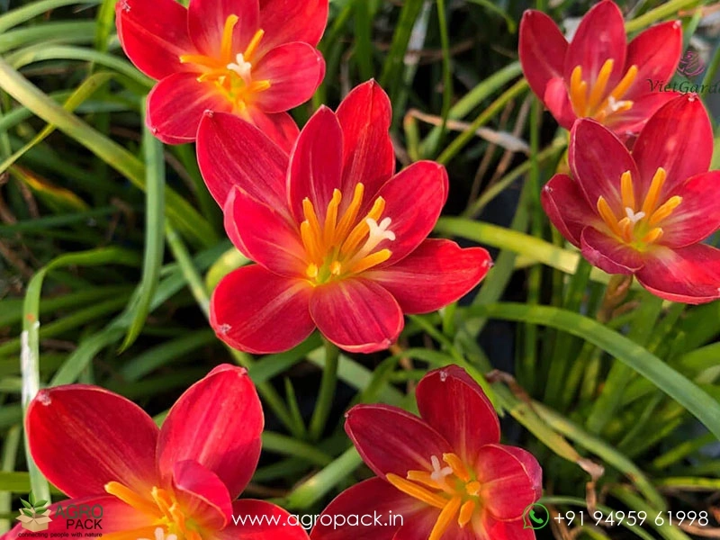 Rain-lily-Zephyrlily2