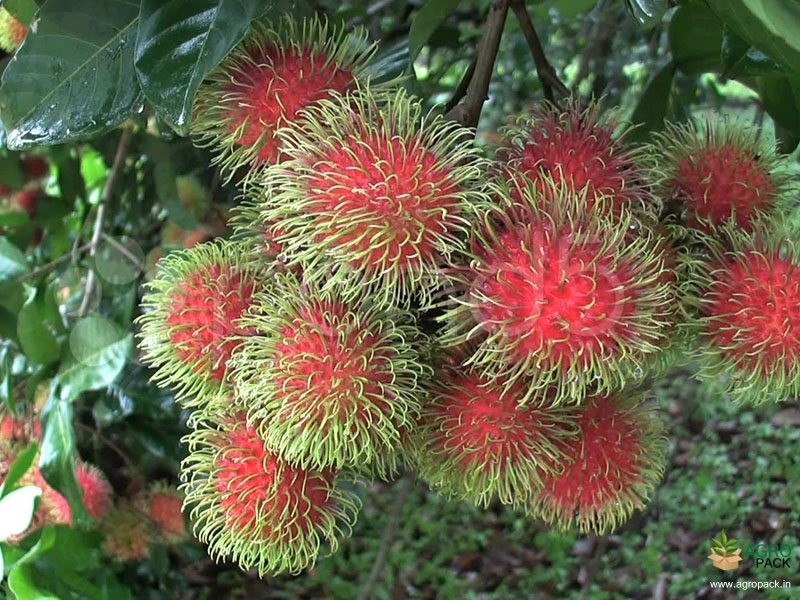 Rambutan2