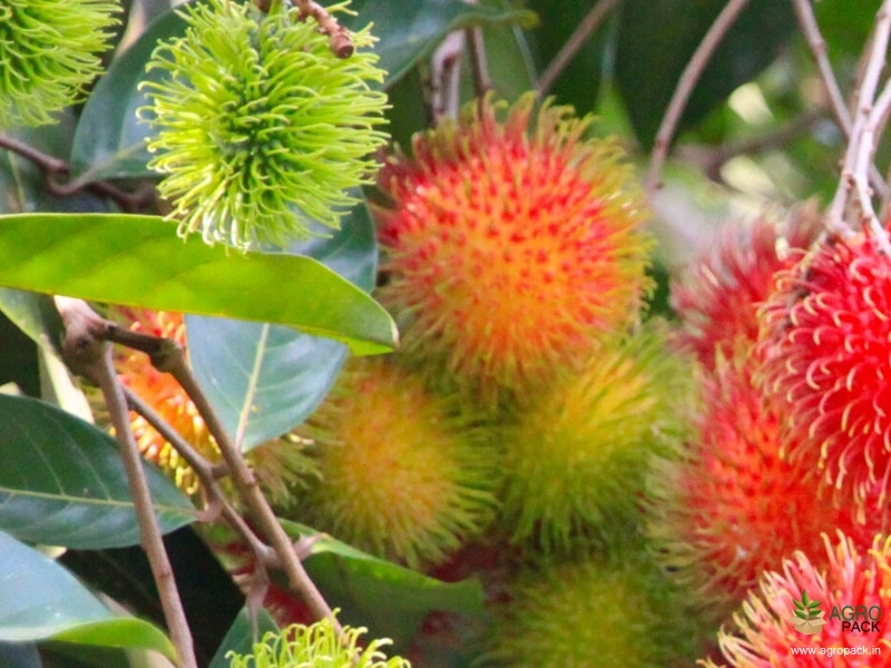 Rambutan3