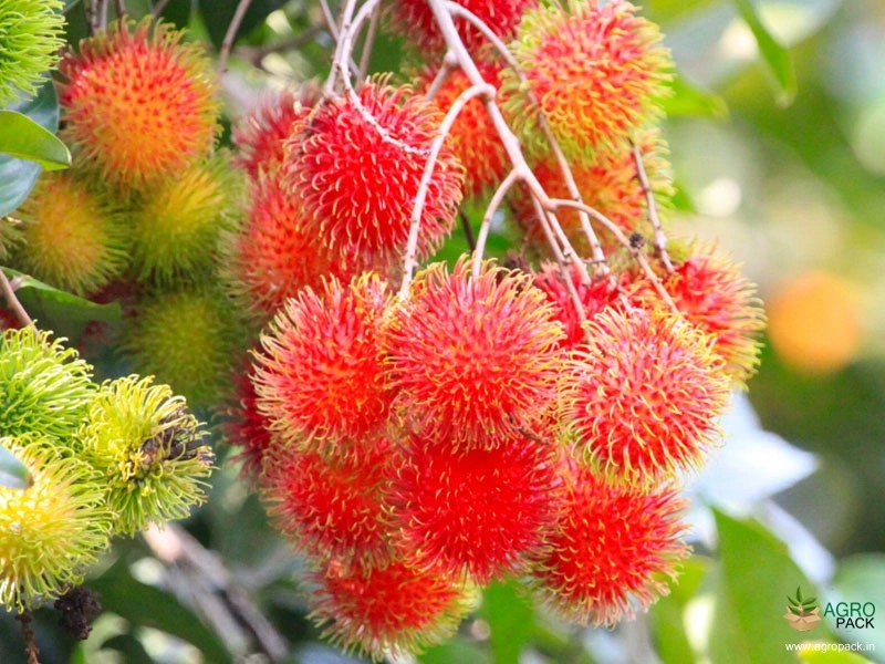 Rambutan4