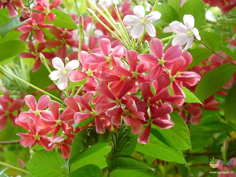 Rangoon-Creeper3