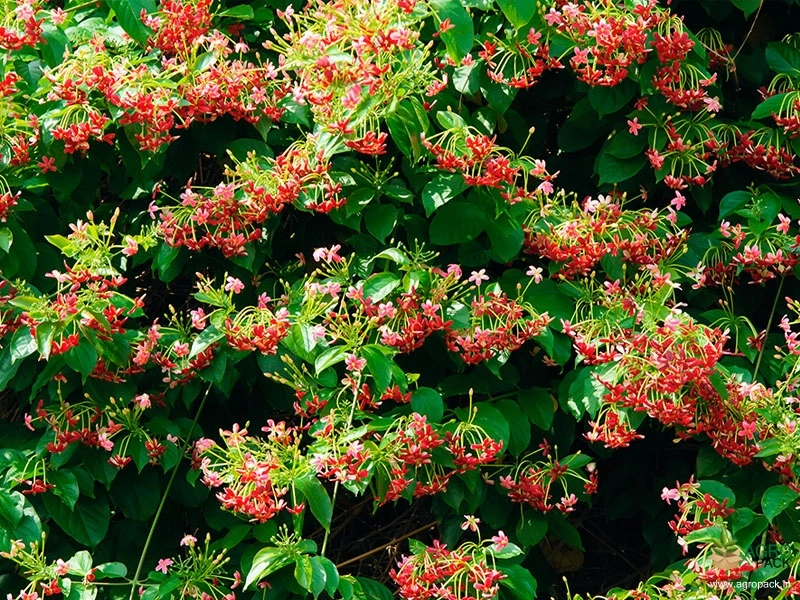 Rangoon-Creeper4