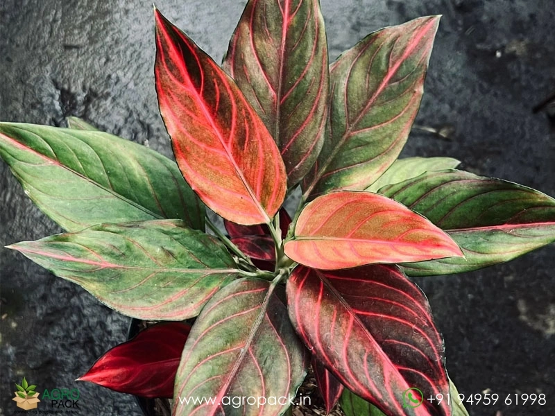 Rare-Red-Vein-Aglaonema1