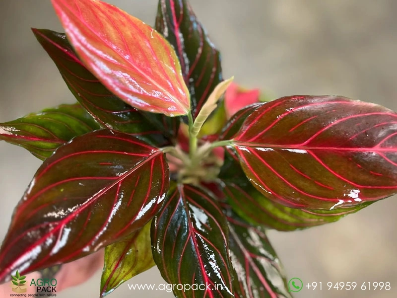 Rare-Red-Vein-Aglaonema2