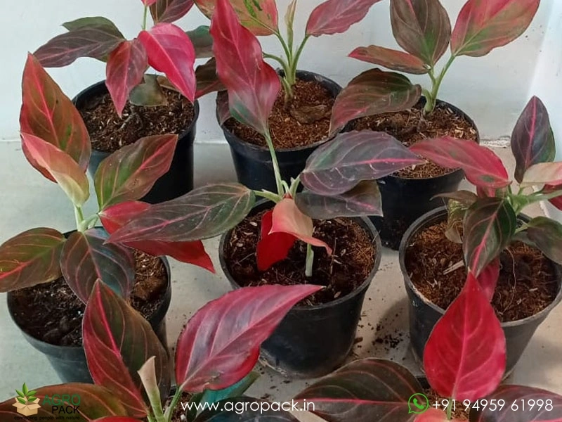 Rare-Red-Vein-Aglaonema4