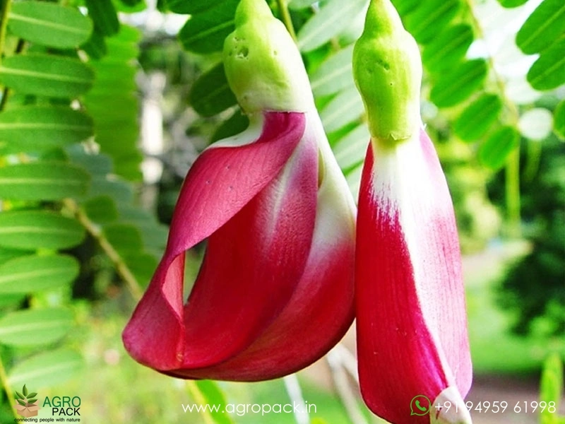 Red-Agastya-Cheera1