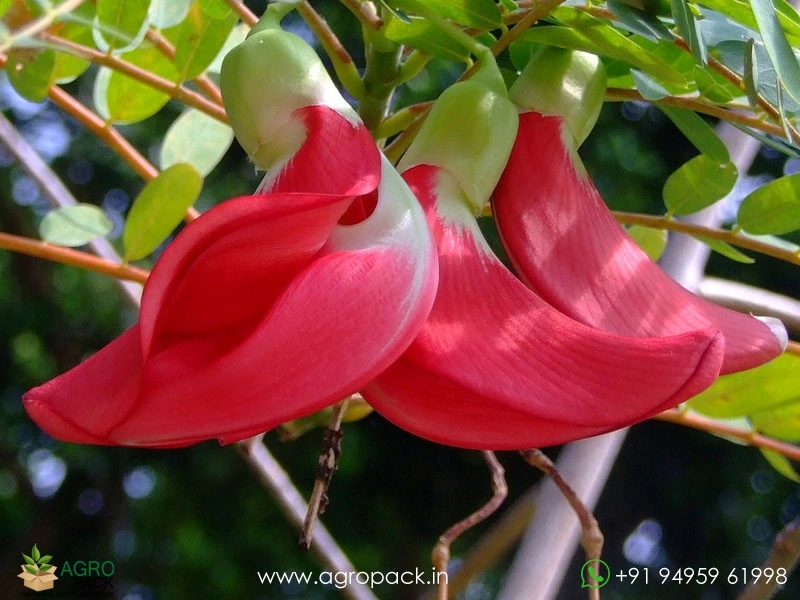 Red-Agastya-Cheera2