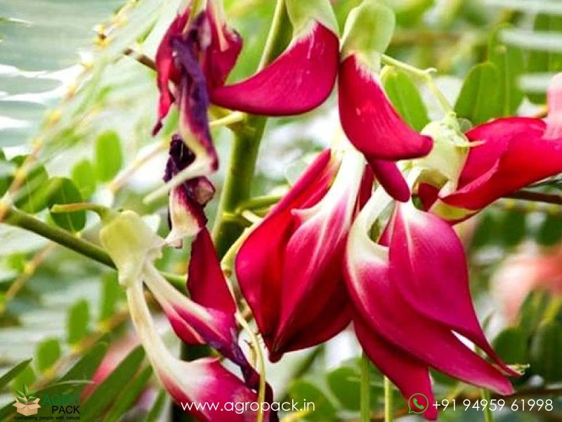 Red-Agastya-Cheera3
