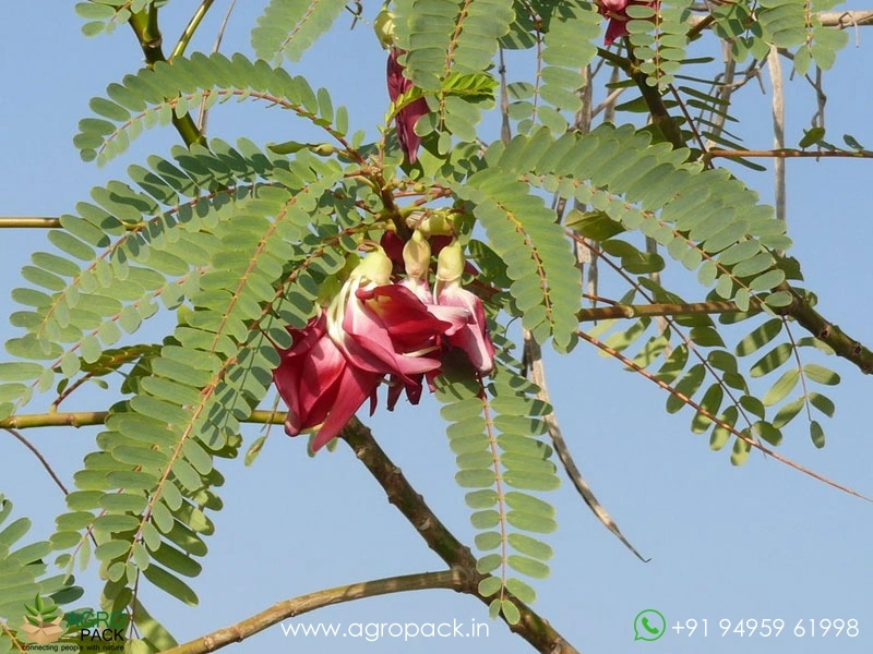 Red-Agastya-Cheera4