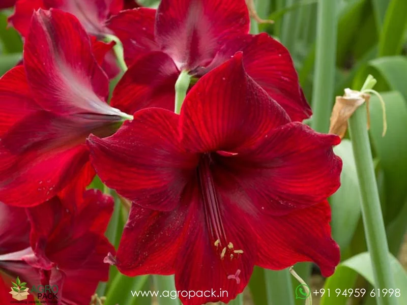 Red-Amaryllis-Hippeastrum1