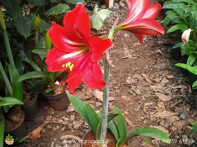 Red-Amaryllis-Hippeastrum2
