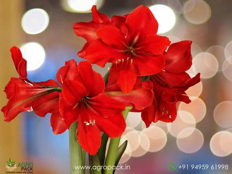 Red-Amaryllis-Hippeastrum3